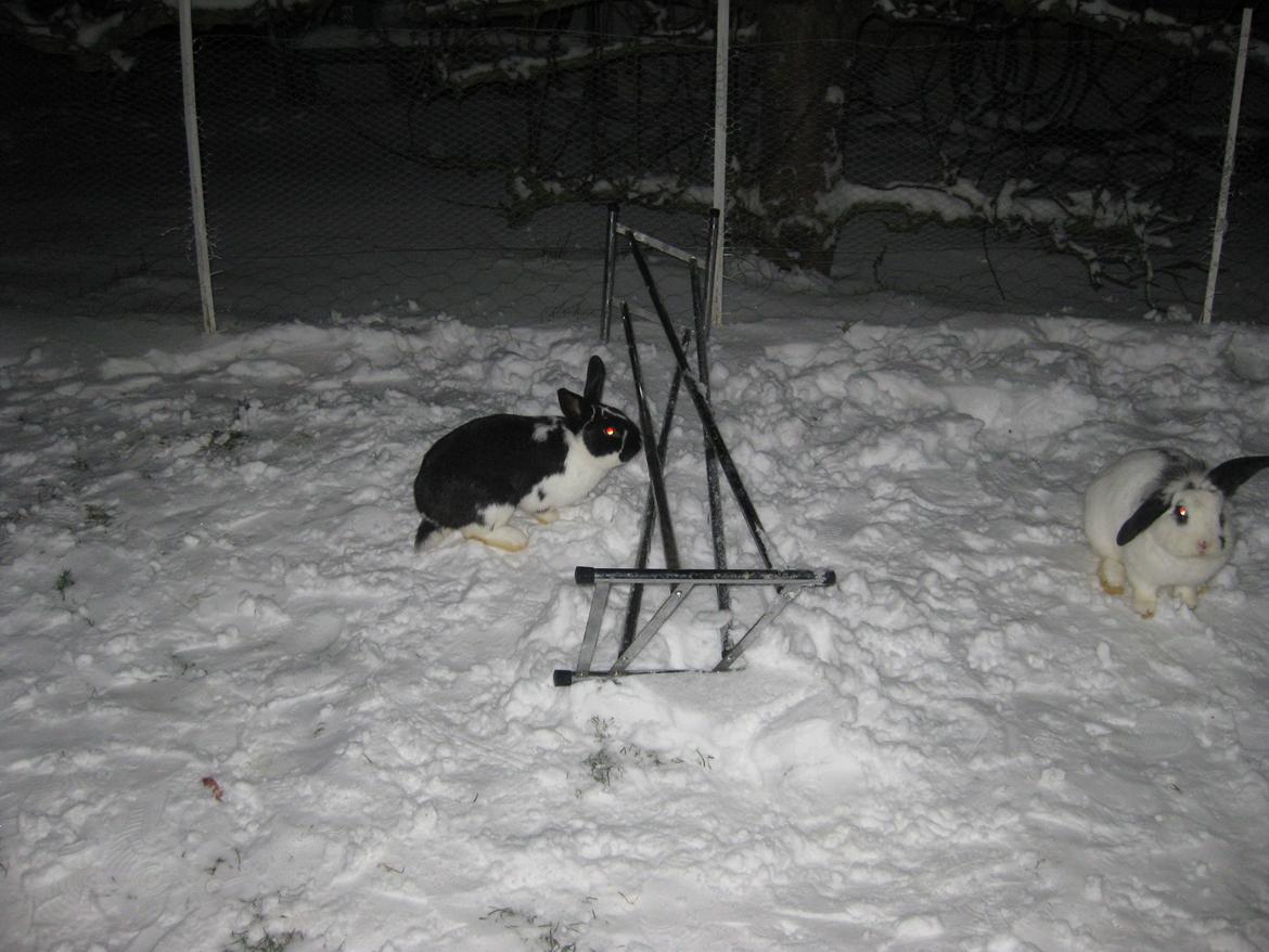 Kanin Stjernen´s Plet!<3 VERDENS BEDSTE! <3 - Plet & Olle <3 billede 9