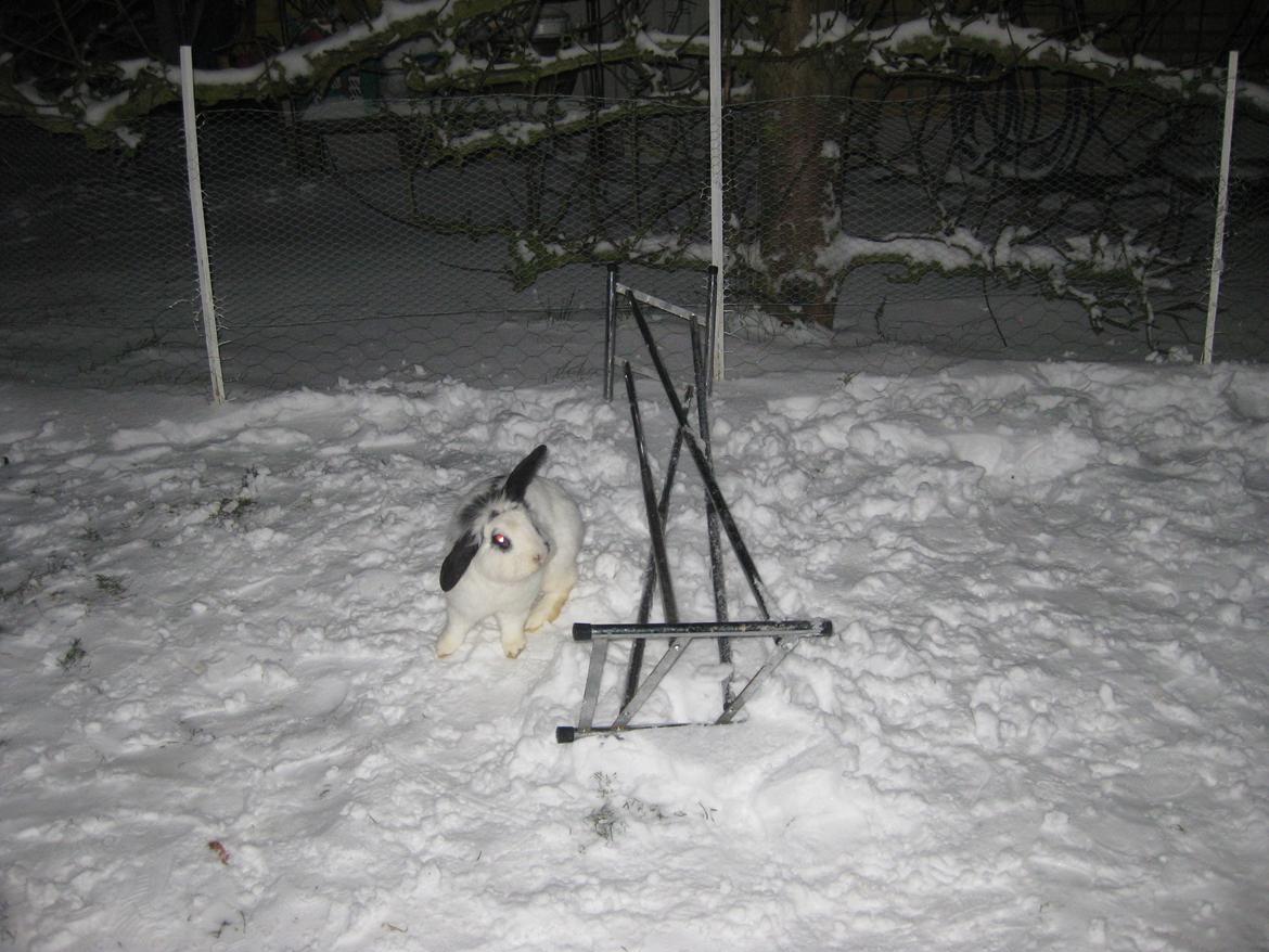 Kanin Stjernen´s Plet!<3 VERDENS BEDSTE! <3 - Plet leder efter Olle<3 billede 10