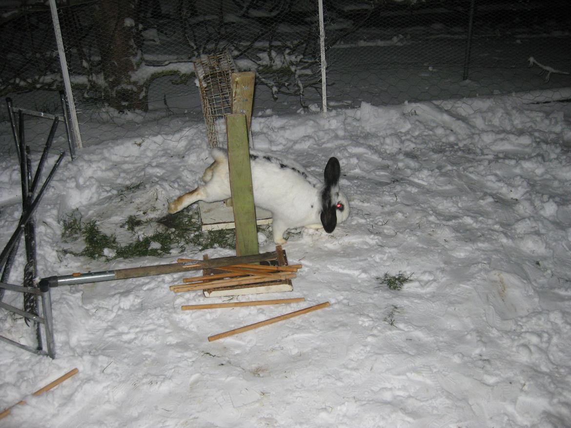 Kanin Stjernen´s Plet!<3 VERDENS BEDSTE! <3 - Plet springer <3 billede 11