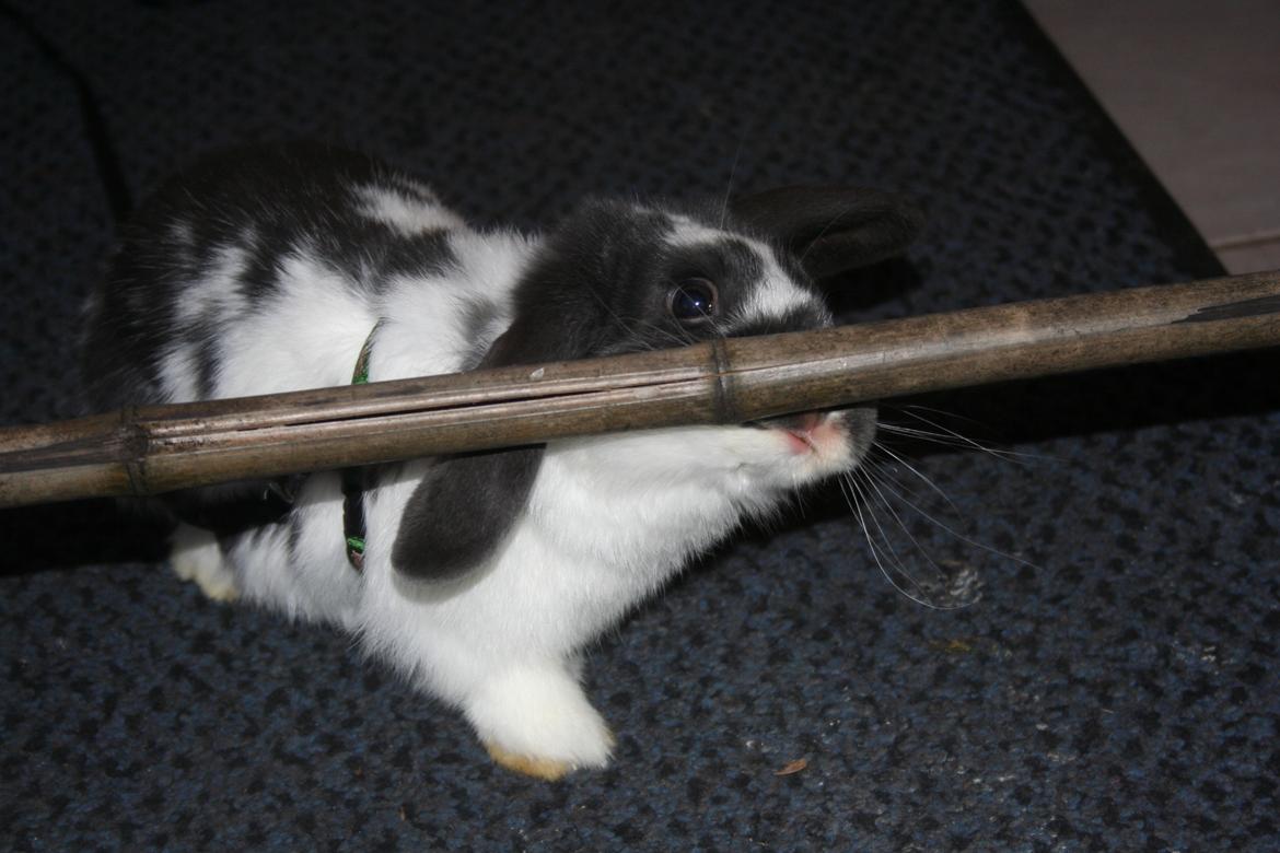 Kanin Kildevangs Wincent Filias billede 14