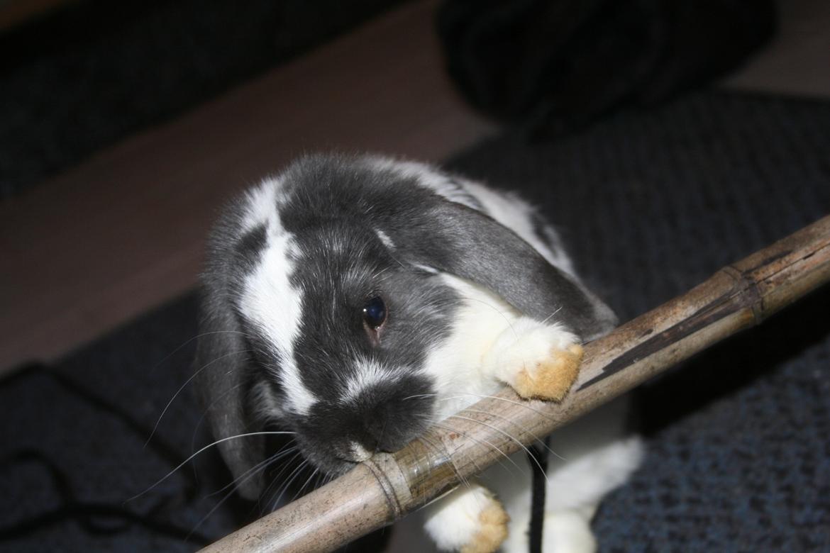 Kanin Kildevangs Wincent Filias billede 15