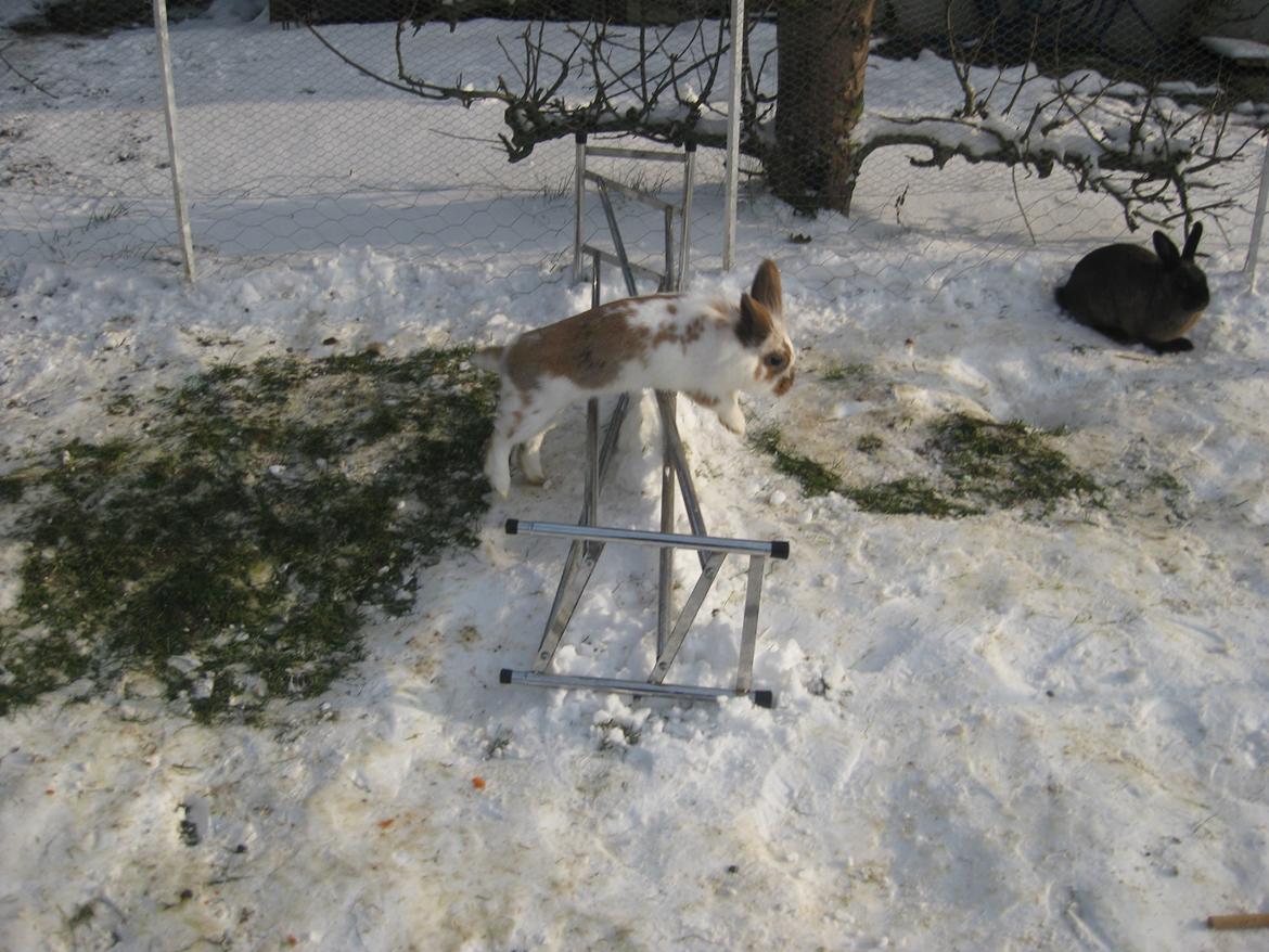 Kanin Stjernen´s Puma!<3 billede 9
