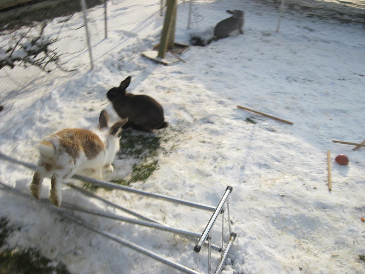 Kanin Stjernen´s Puma!<3 billede 7