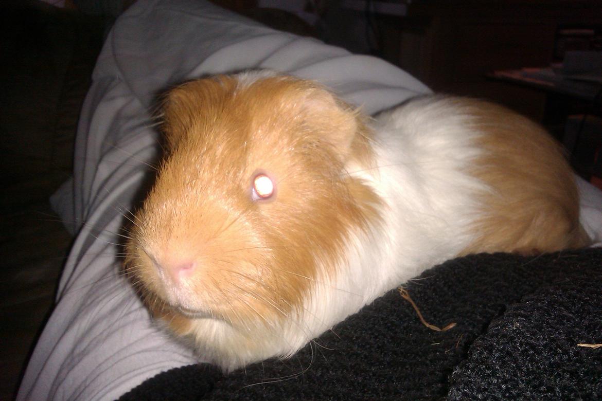 Marsvin musse billede 1