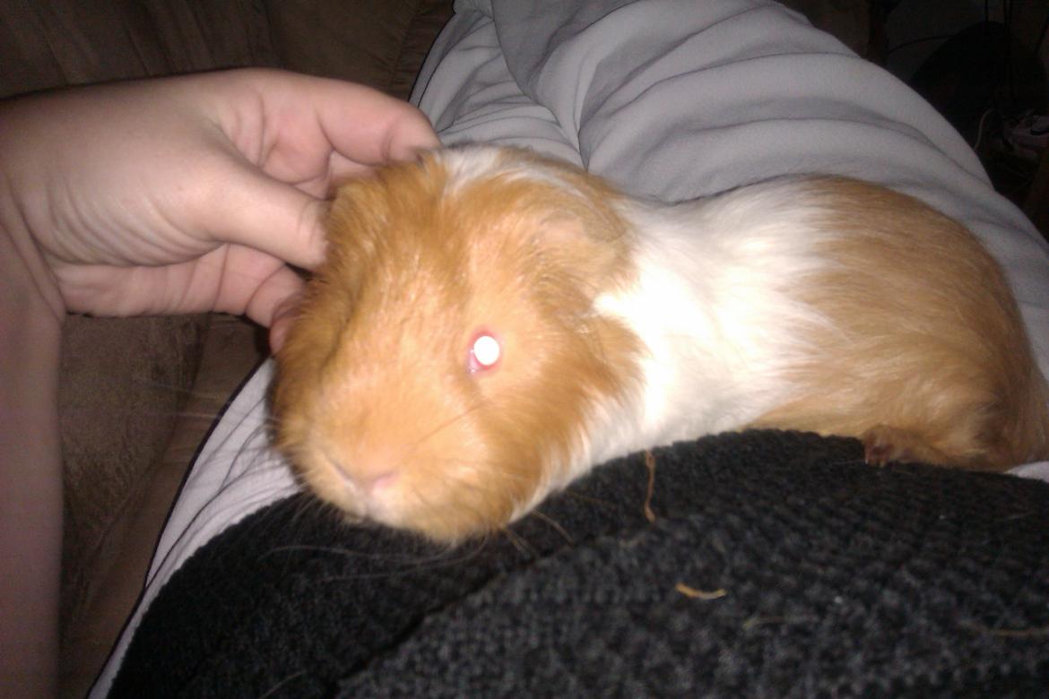 Marsvin musse billede 2