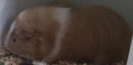 Marsvin musse billede 3