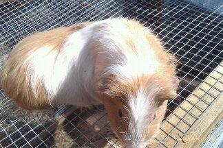 Marsvin musse billede 4