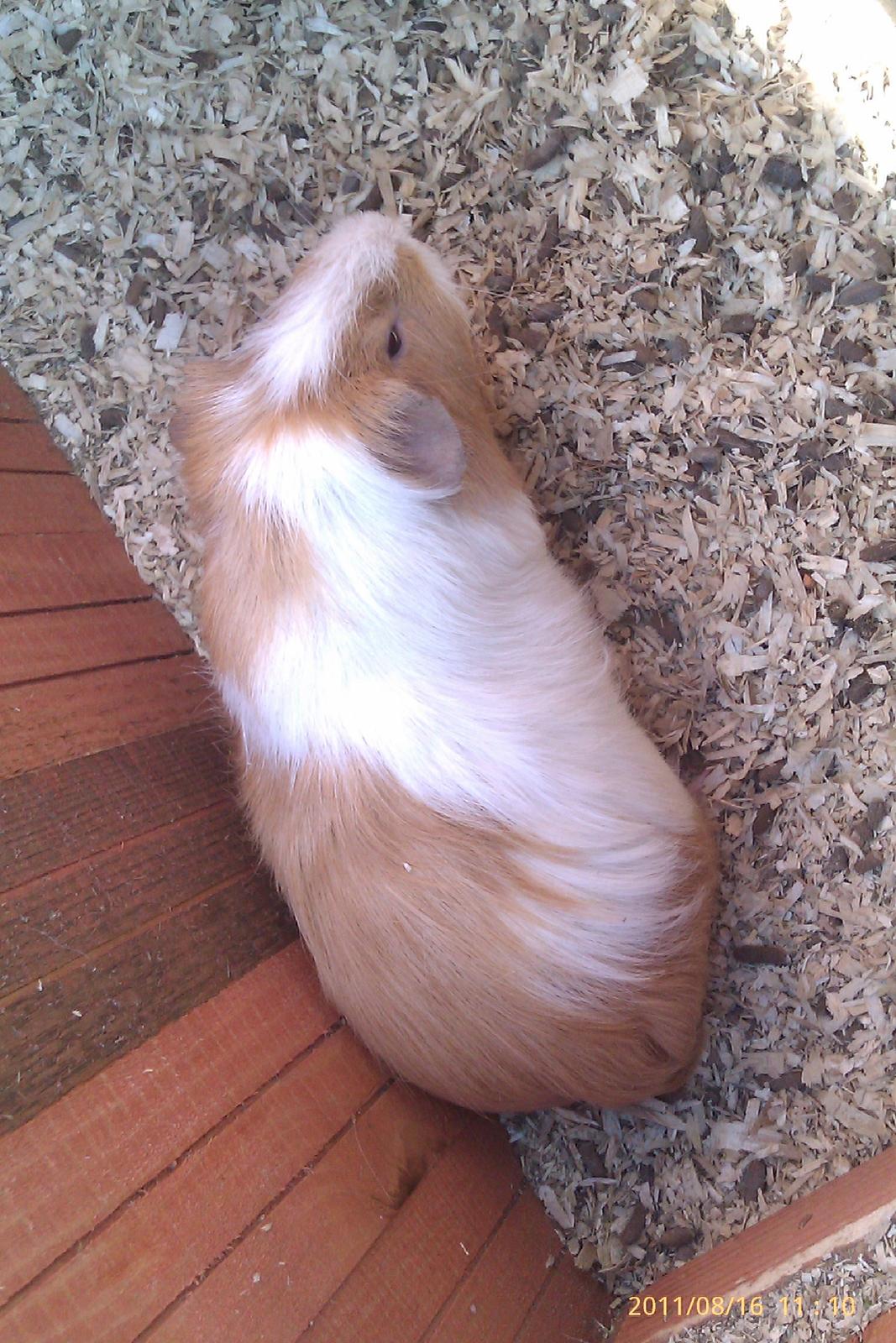 Marsvin musse billede 5