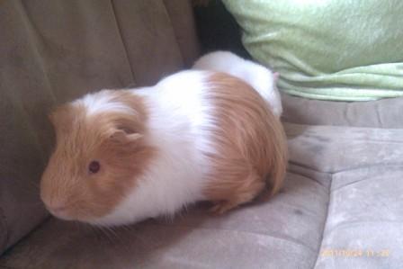 Marsvin musse billede 6