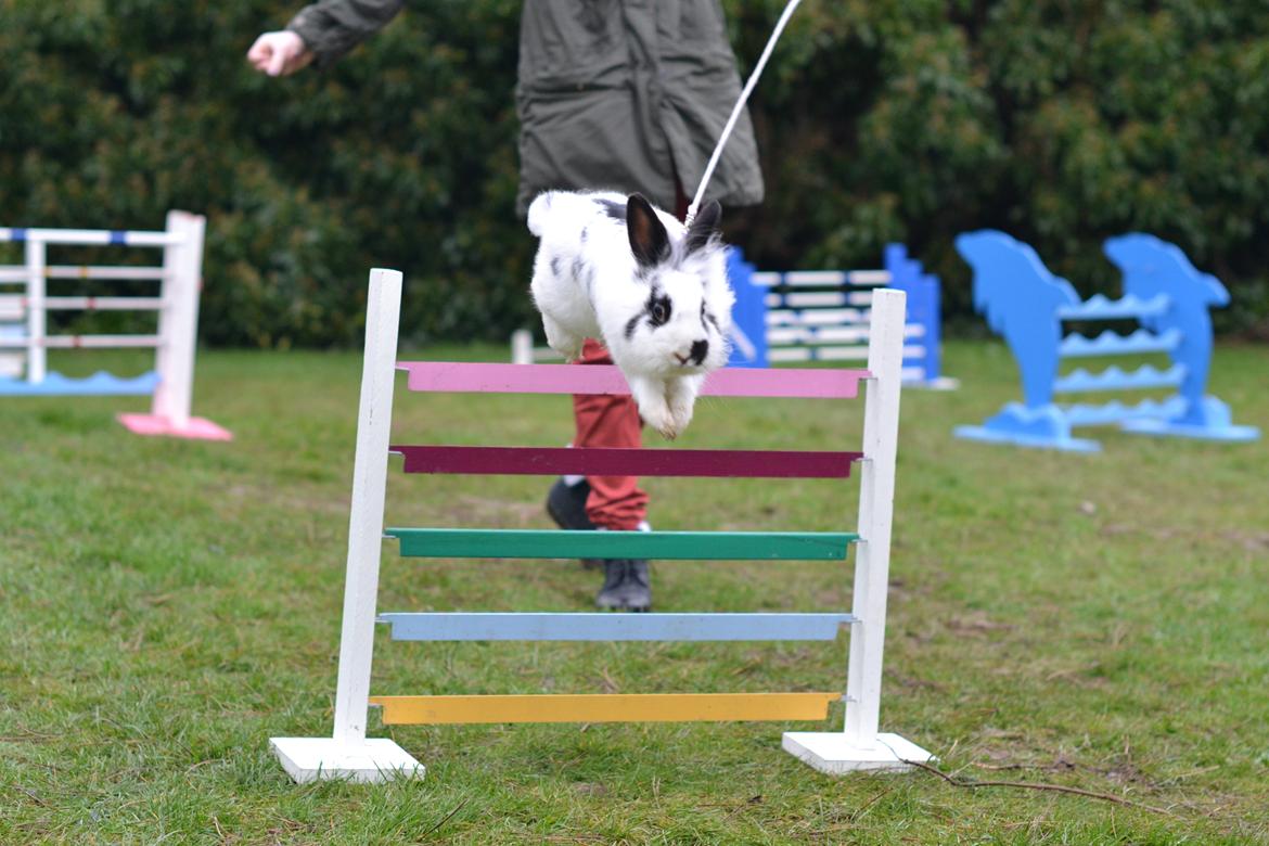 Kanin Jokers Malibue billede 11