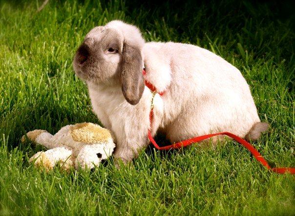 Kanin Nemo billede 1