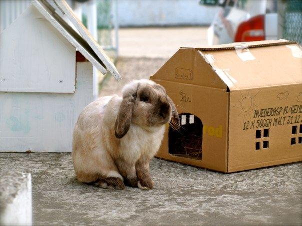 Kanin Nemo billede 2