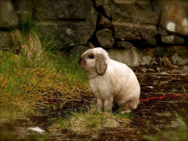 Kanin Nemo billede 3