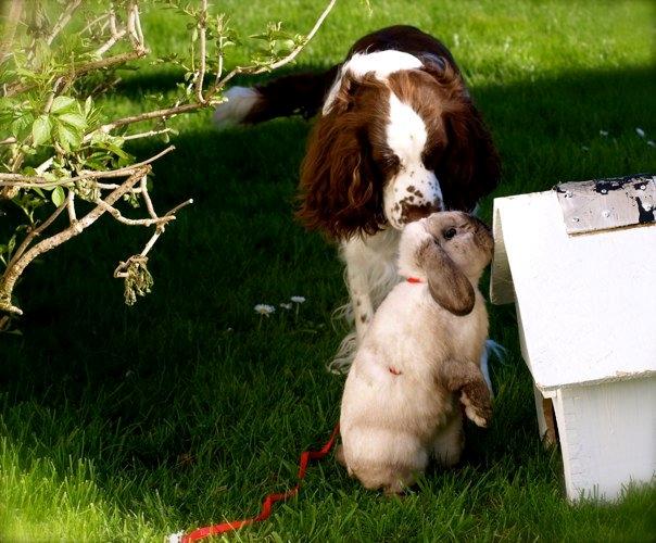 Kanin Nemo billede 4