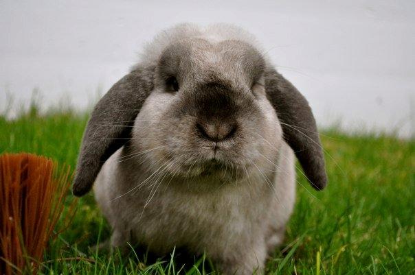 Kanin Nemo billede 5