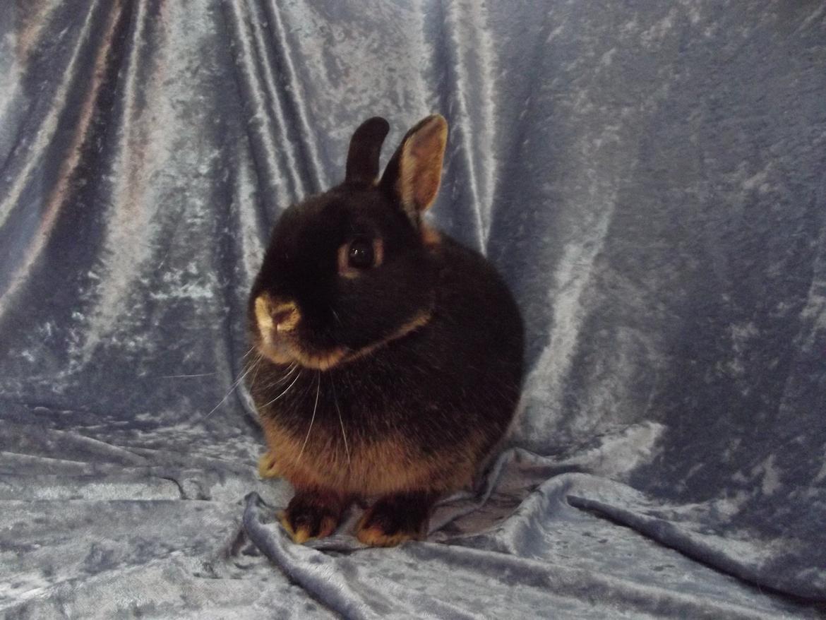 Kanin Black <3  (Solgt) billede 7