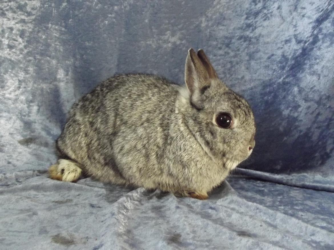 Kanin HonneyBonney <3 (Solgt) billede 7