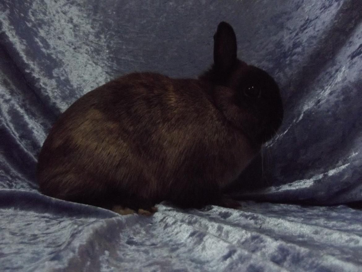 Kanin Mille <3 (Solgt) billede 12