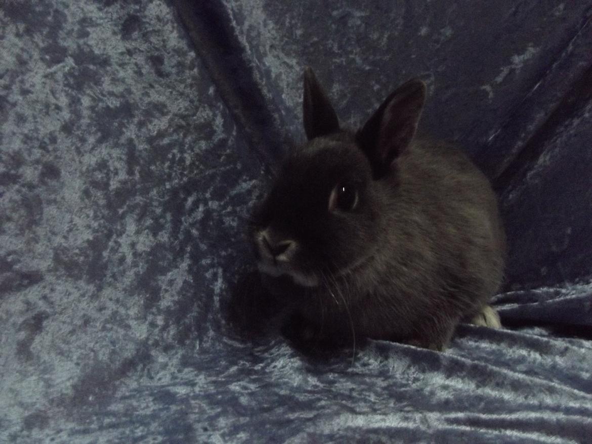 Kanin Flower <3 (Solgt) billede 7