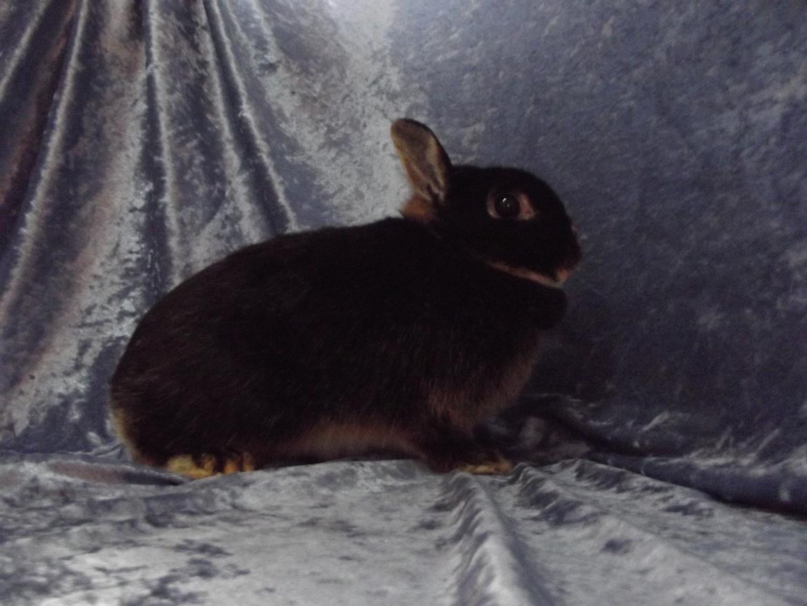 Kanin Black <3  (Solgt) billede 8
