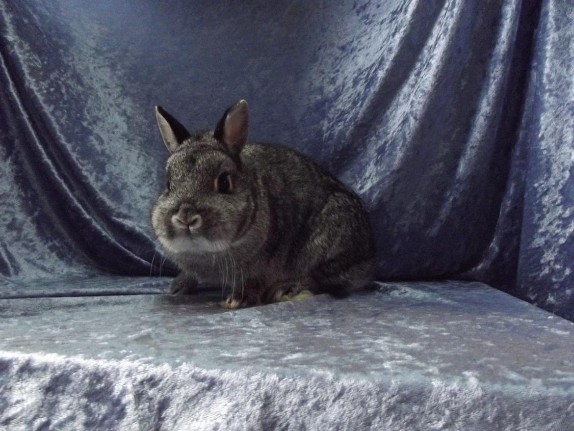 Kanin Silver <3 (Solgt) billede 19