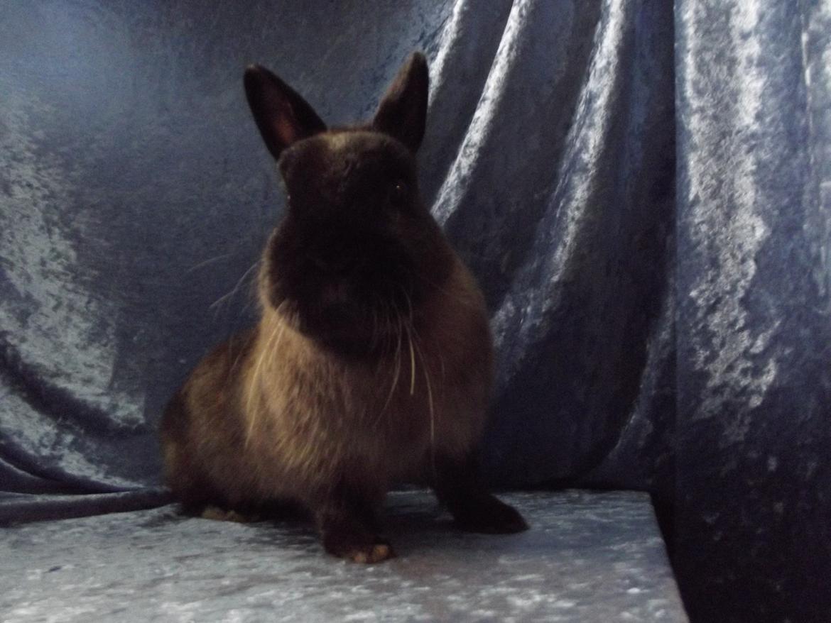 Kanin Mille <3 (Solgt) billede 13