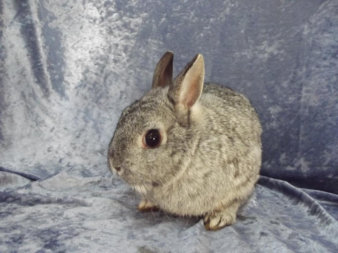 Kanin HonneyBonney <3 (Solgt) billede 8