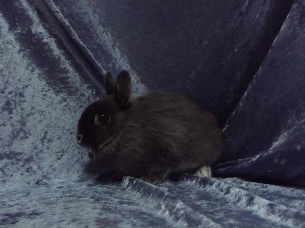 Kanin Flower <3 (Solgt) billede 8