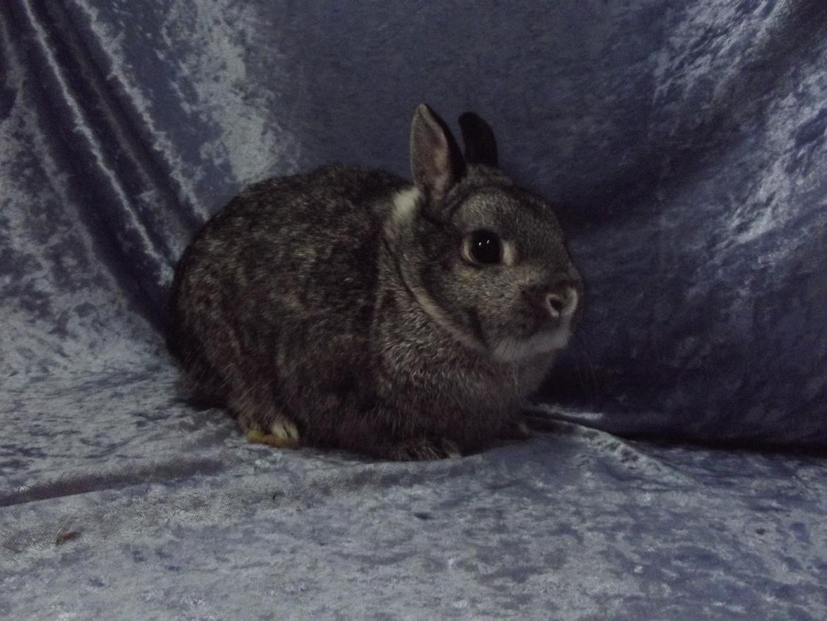 Kanin Silver <3 (Solgt) billede 20