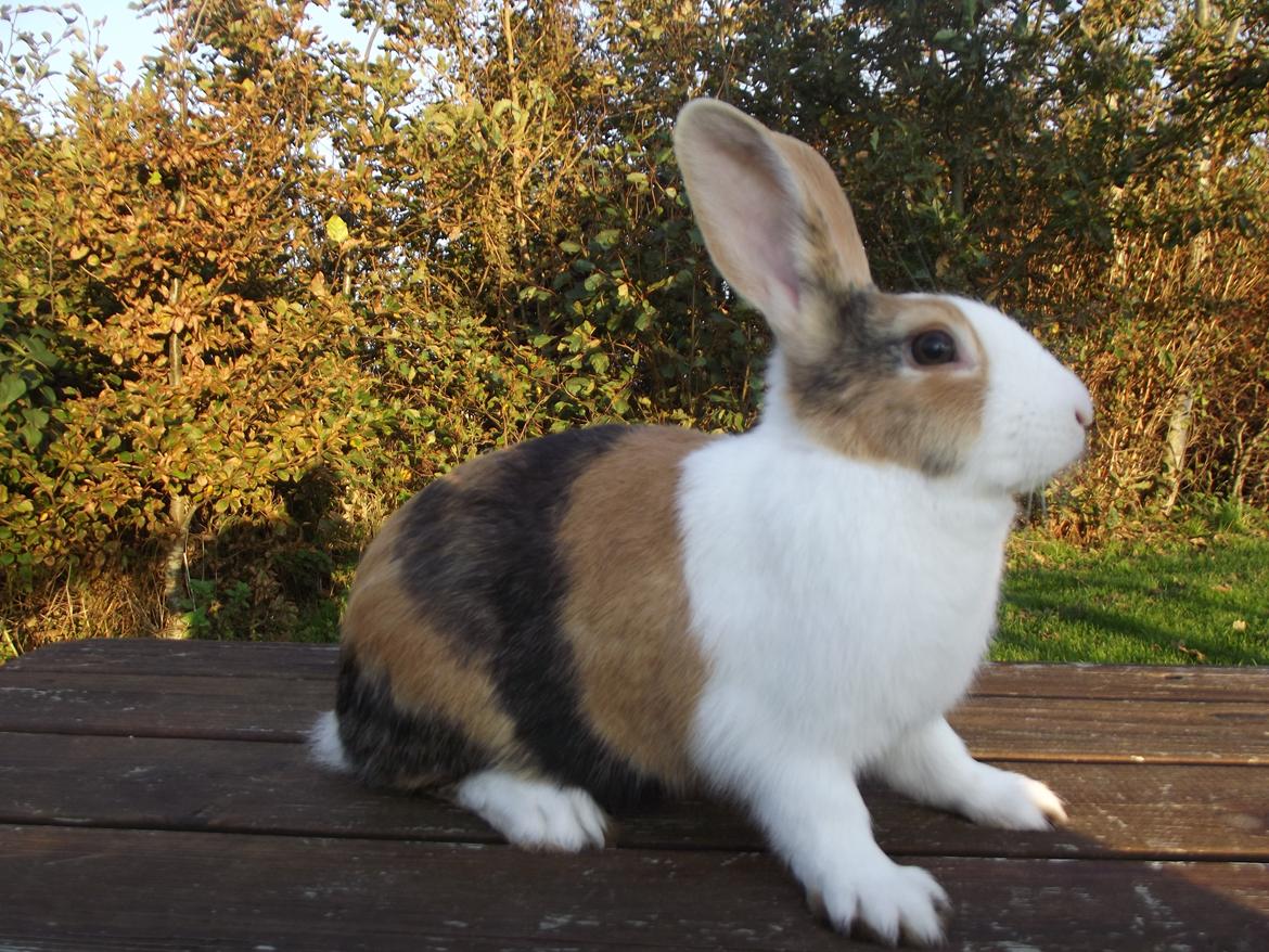 Kanin Kasaki <3 (Himmel kanin <3) billede 12