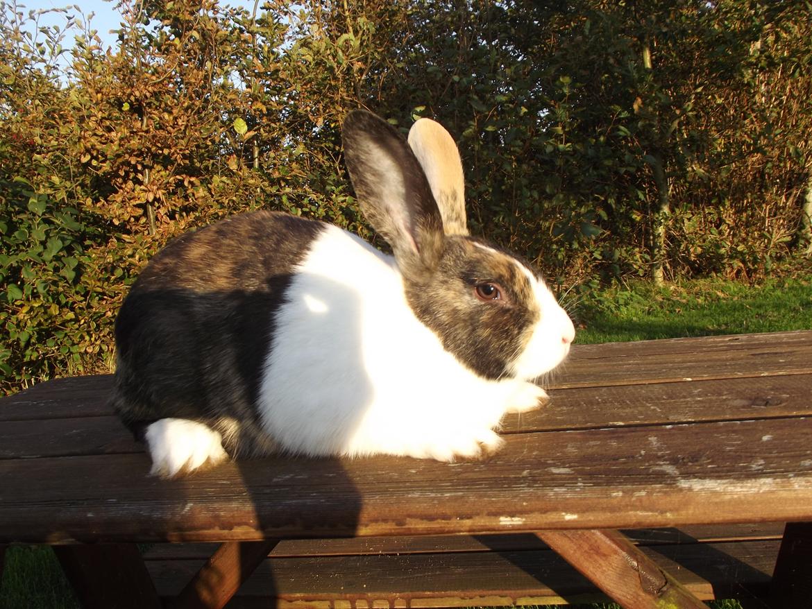 Kanin Sakino <3 (Himmel kanin <3) billede 12