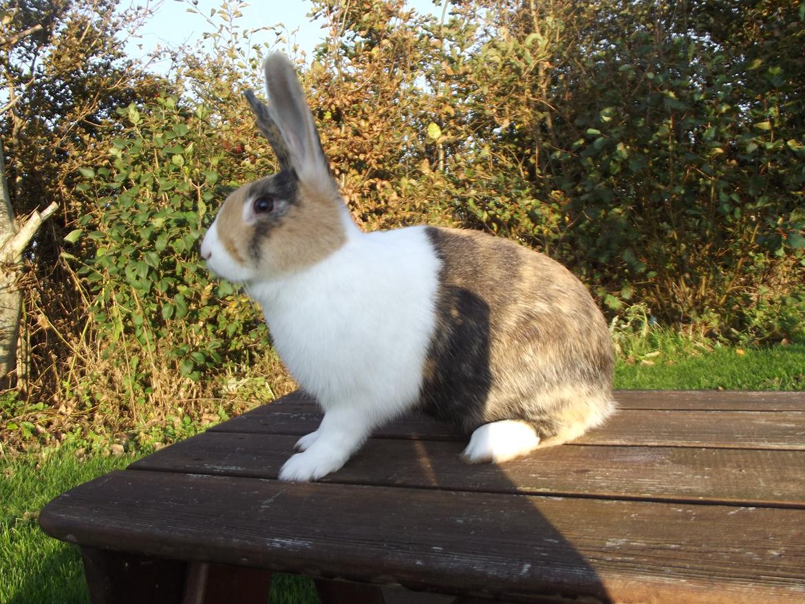 Kanin Kimino (solgt) <3 billede 7