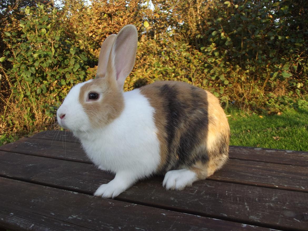 Kanin Minoka (Solgt) <3 billede 9