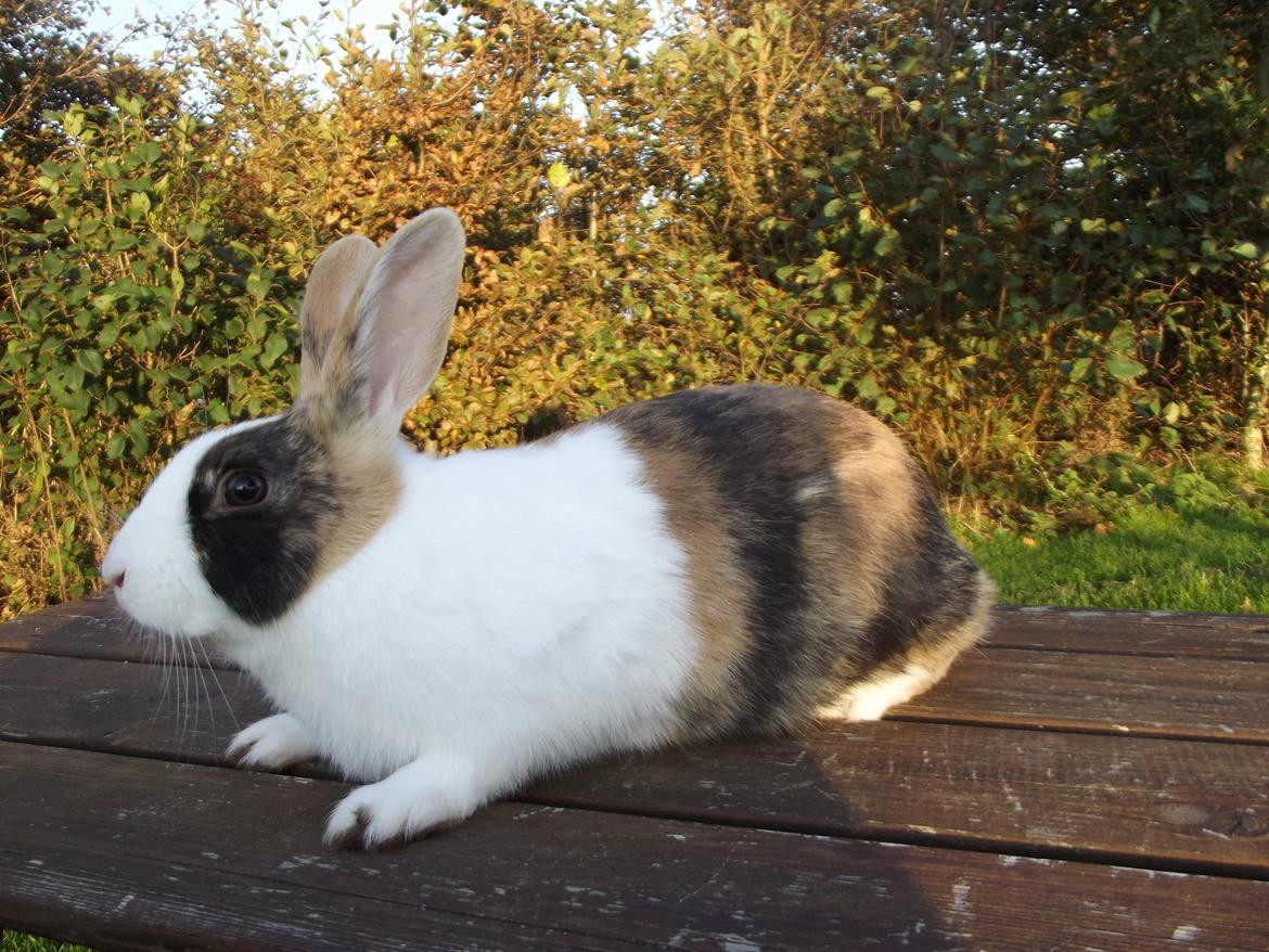 Kanin Kasaki <3 (Himmel kanin <3) billede 13