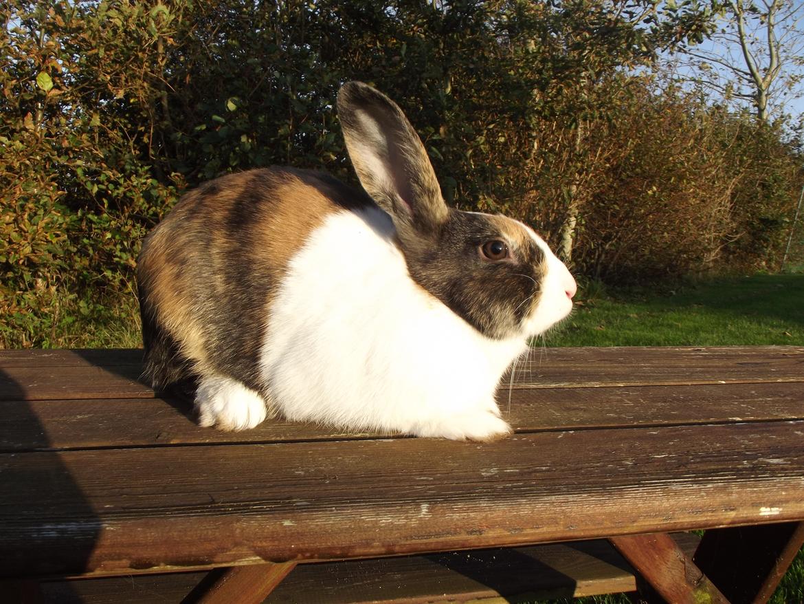 Kanin Kimino (solgt) <3 billede 8