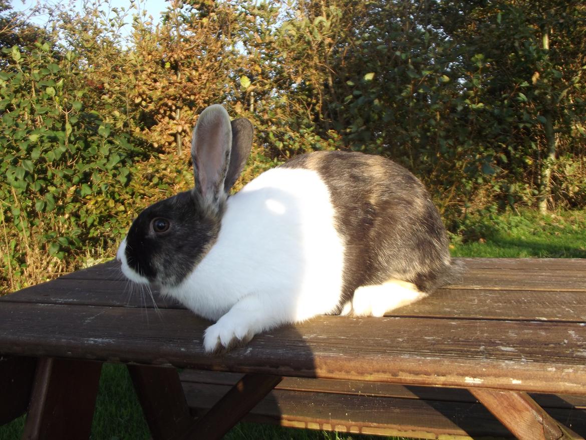 Kanin Sakino <3 (Himmel kanin <3) billede 13