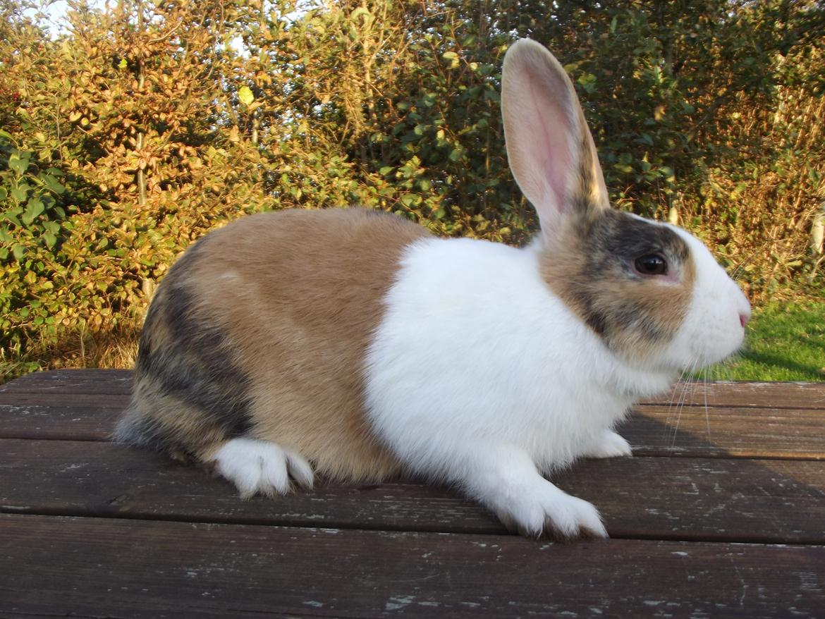 Kanin Minoka (Solgt) <3 billede 10