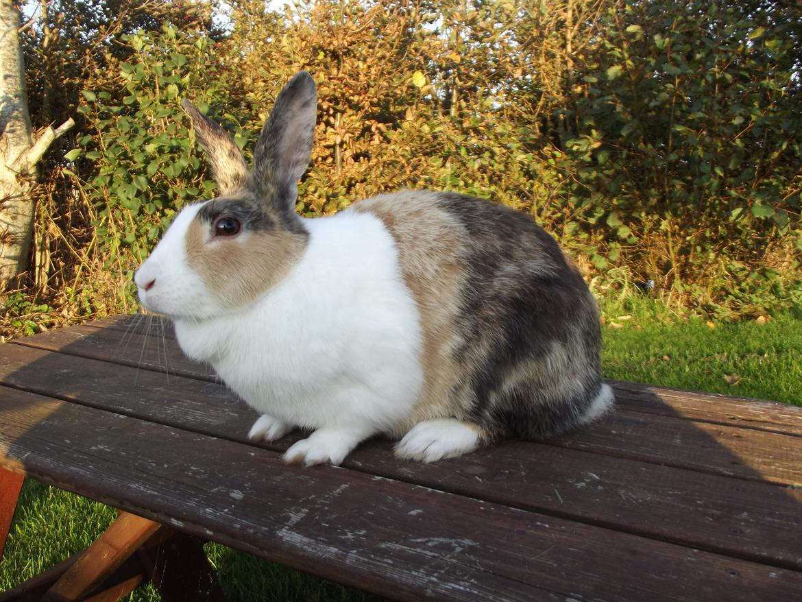 Kanin Misaki <3 billede 16