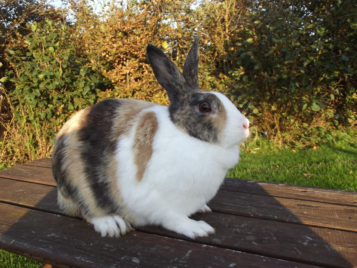 Kanin Misaki <3 billede 17