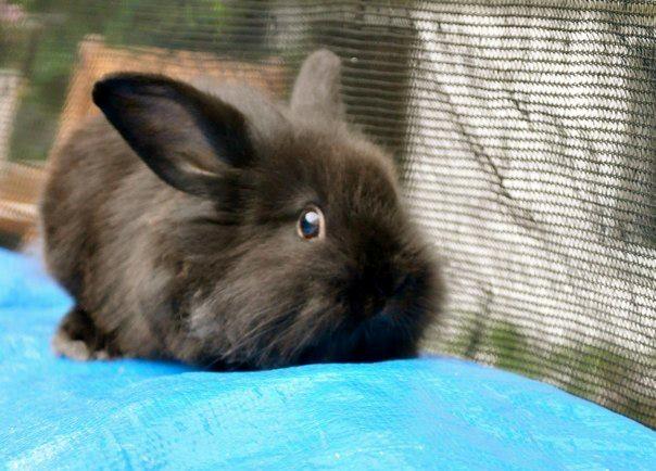Kanin Uba billede 4