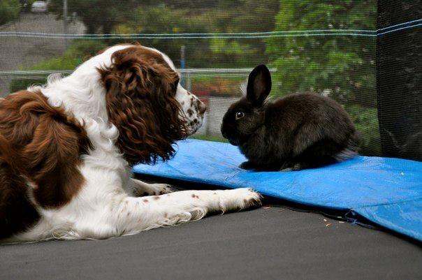 Kanin Uba billede 10