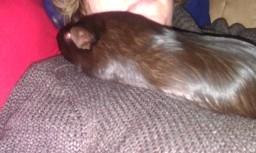 Marsvin chokolate billede 2