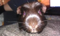 Marsvin chokolate billede 3