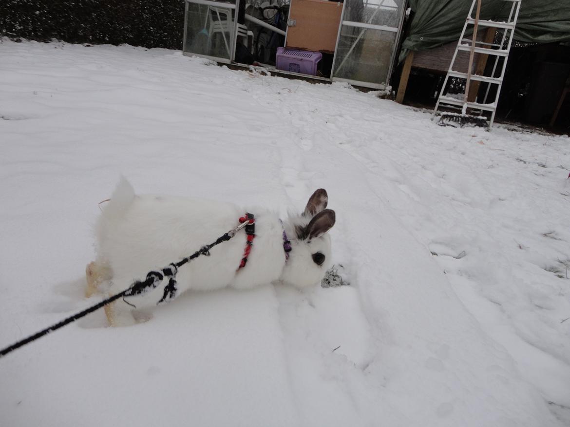 Kanin Stald Spirs Nugga De Mokka billede 15