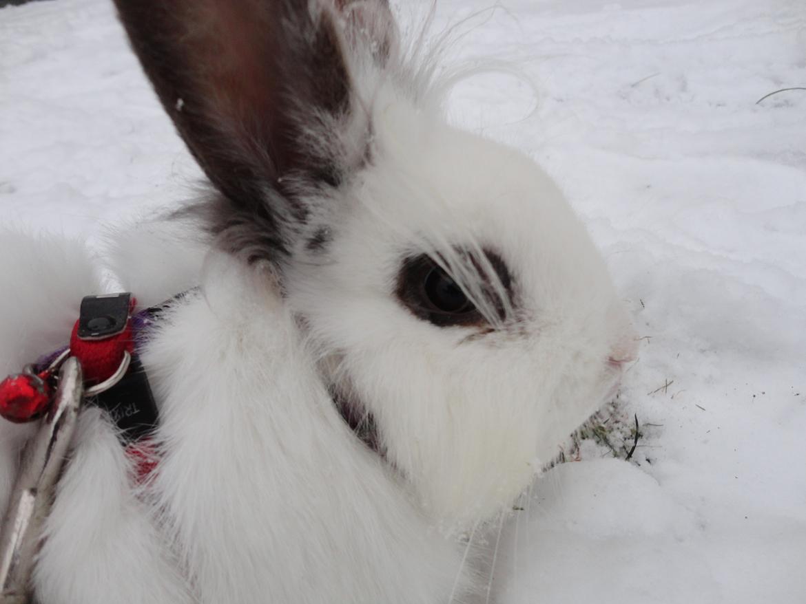 Kanin Stald Spirs Nugga De Mokka - Velkommen til Nuggas profil :D billede 2