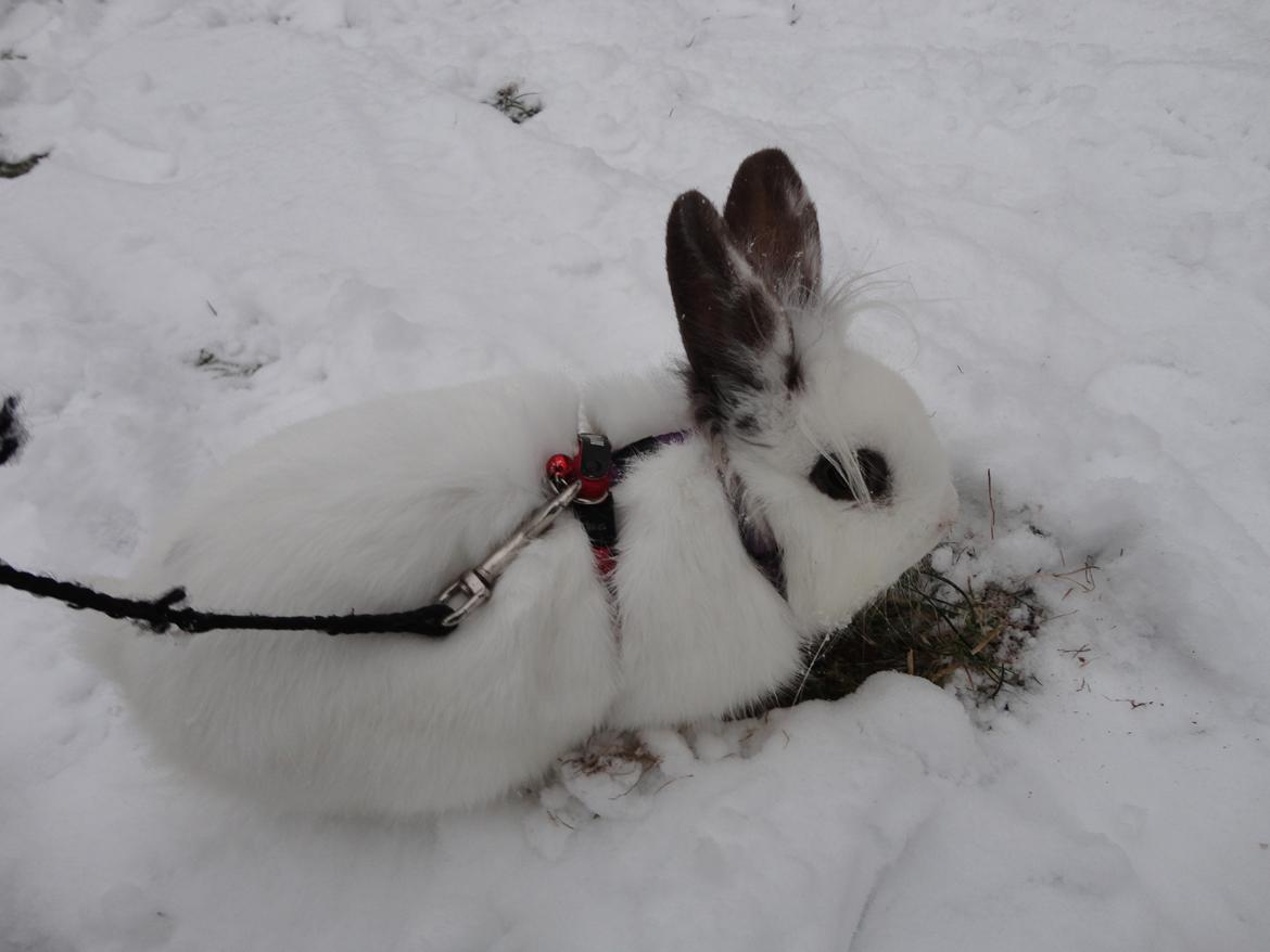 Kanin Stald Spirs Nugga De Mokka billede 14