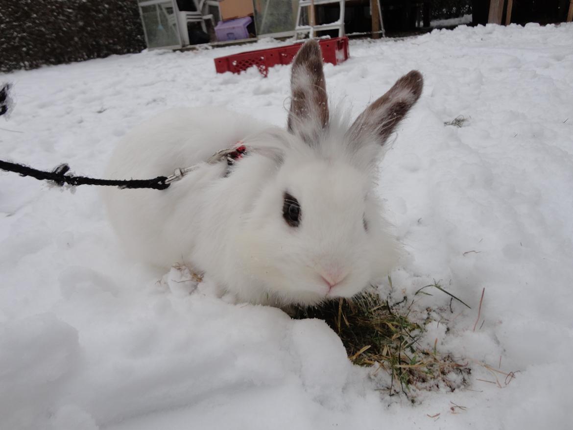 Kanin Stald Spirs Nugga De Mokka - Nugsens første møde med sneen :')  billede 6