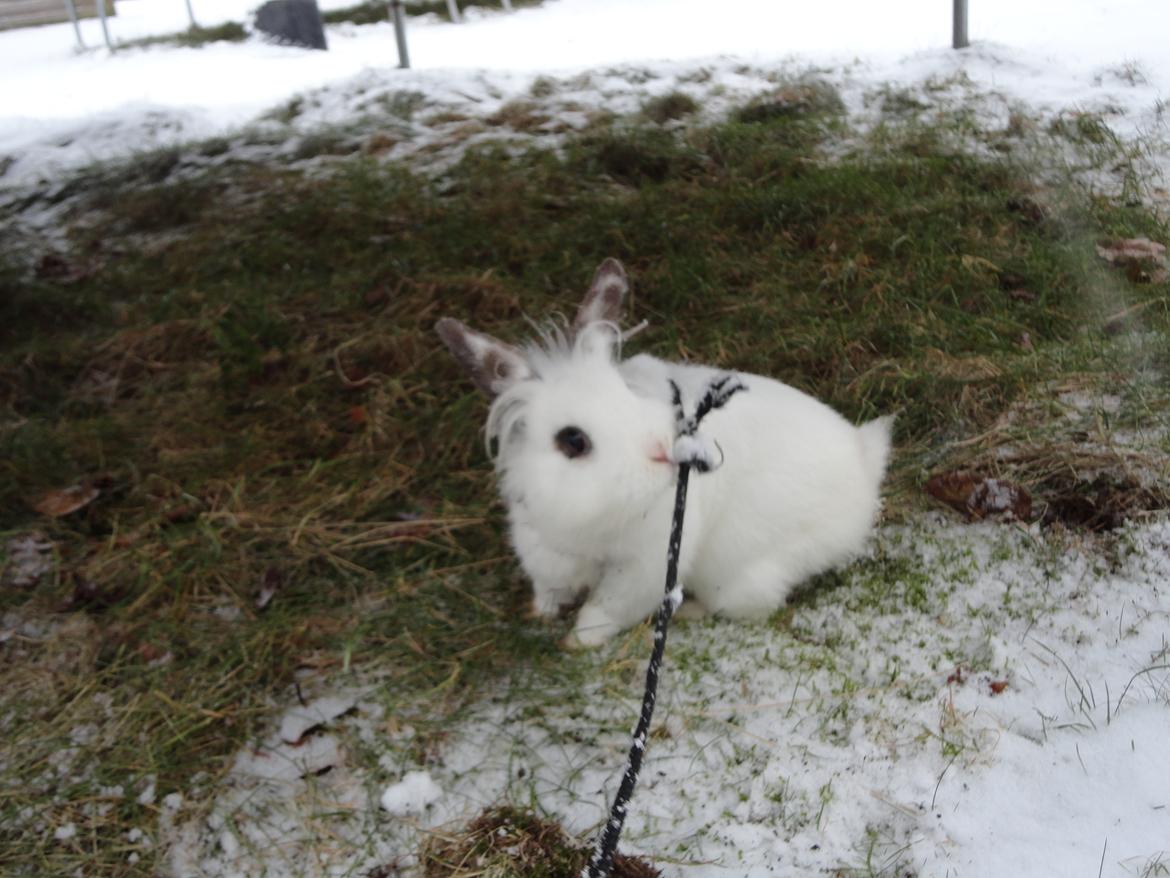 Kanin Stald Spirs Nugga De Mokka billede 17