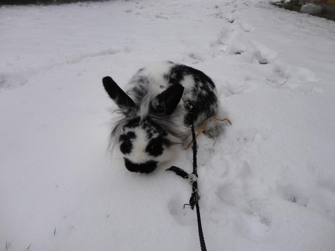 Kanin Stald Spirs Marokko De Maputo - Den bette pige møder sneen for første gang ;) billede 10