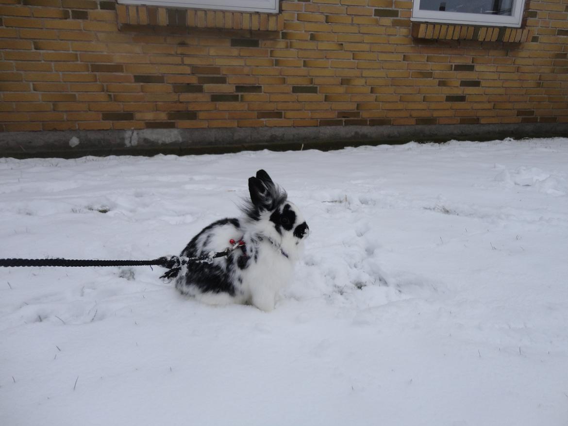 Kanin Stald Spirs Marokko De Maputo - Den dejlige pige i sneen :') 29 - 01-2012 billede 12